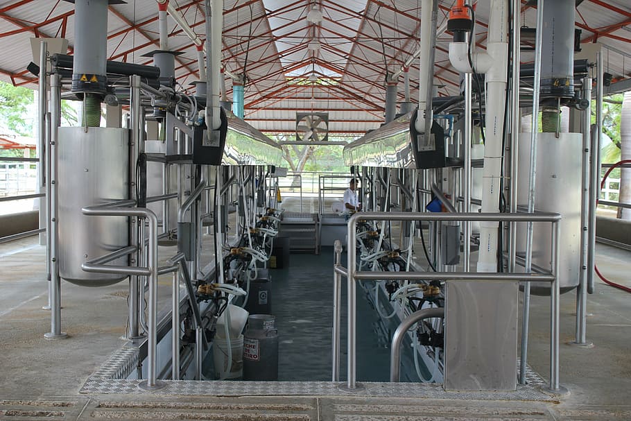 milking, milking installation, order, cheese, milking mechanical, milk, cow, factory, industry, steel