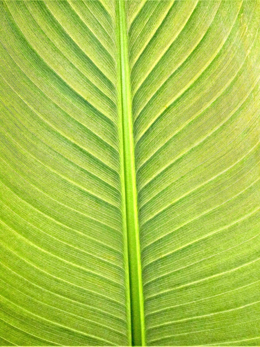 plants, banana leaf, texture, leaf, plant part, green color, backgrounds, plant, palm leaf, nature