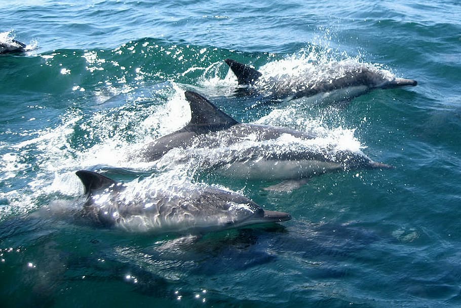 three, black, dolphins, water, swimming, ocean, sea, marine, mammal, swim