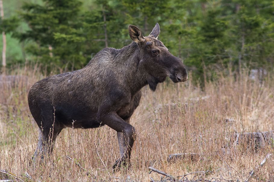 moose, mammal, animal, wildlife, brown, species, alces, alces alces, elg, norway