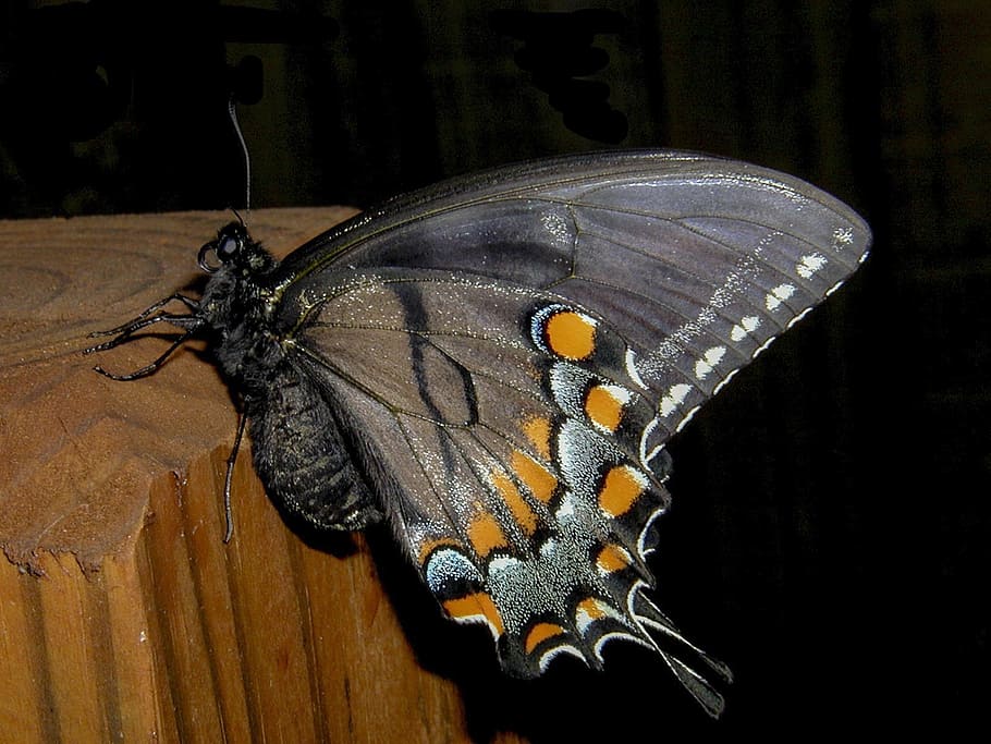 foto de primer plano, común, mariposa mormona, mariposa, noche, insecto, fallar, primer plano, patio trasero, temas de animales