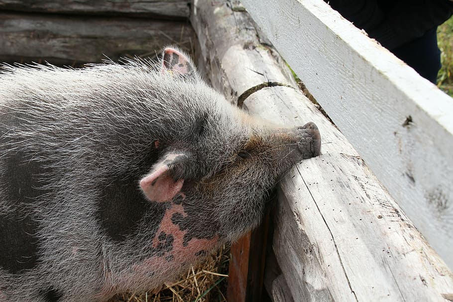 piggy, the pig, roikkomahasika, the hair, rough, kilt, animal, in the ear, proboscis, log