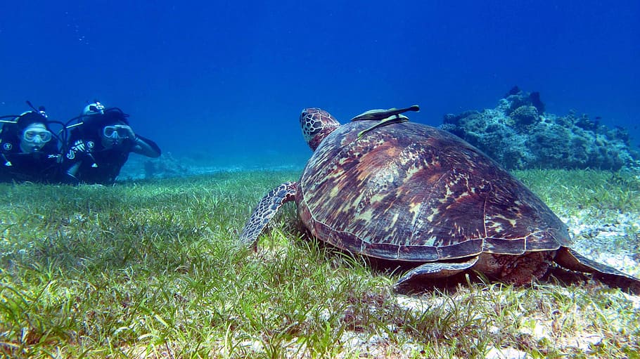 Bohol, Travel, Philippines, Turtle, bohol travel, philippines travel, underwater, one animal, undersea, animal wildlife