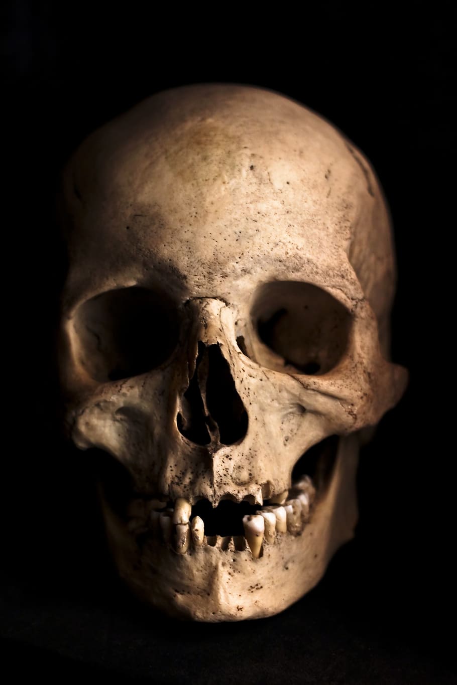 fotografi tengkorak manusia, tengkorak, manusia, kepala, kerangka, tulang, kengerian, anatomi, halloween, kematian