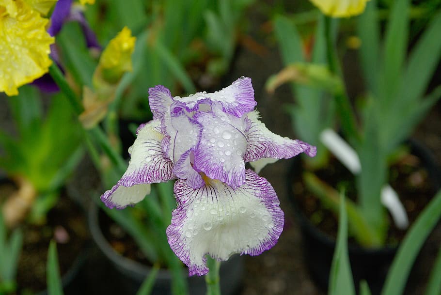 iris, flower, petals, drops of water, flowering plant, plant, beauty in nature, freshness, fragility, vulnerability