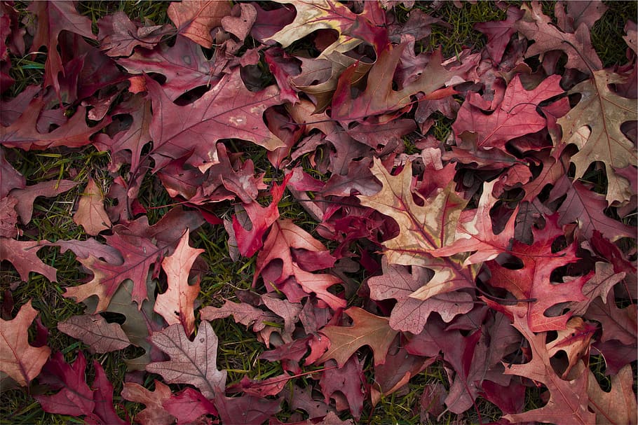 withered, leaves, soil, red, brown, dried, leaf, pink color, close-up, outdoors