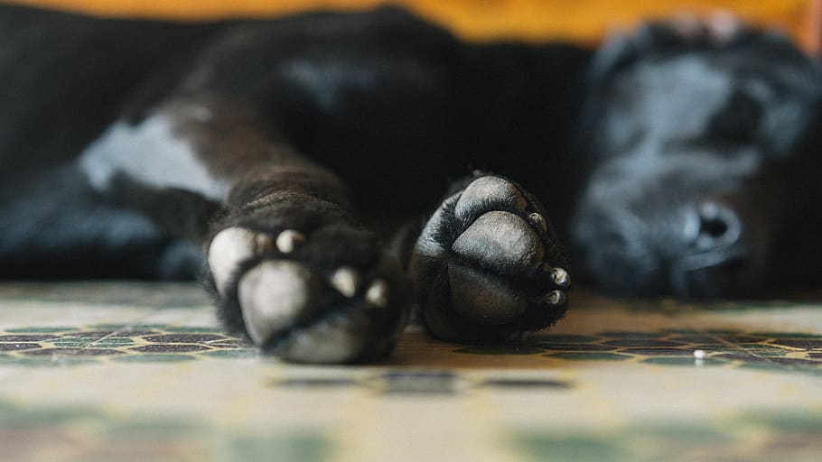 durmiendo, perro, patas, de cerca, perrito, canino, en el interior, mascota, negro, feliz
