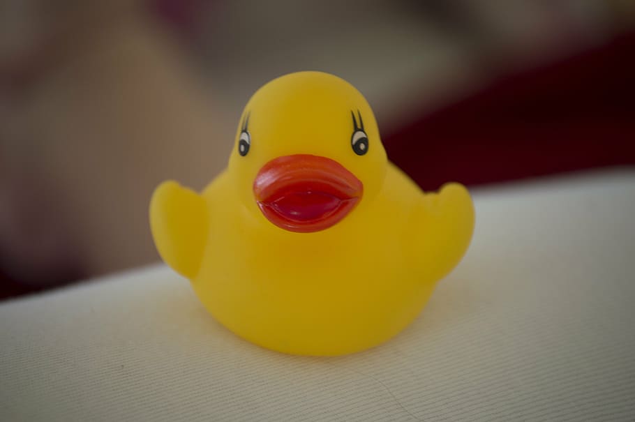 duck, swim, wet, toys, rubber duck, bath accessories, yellow, indoors, toy, bird