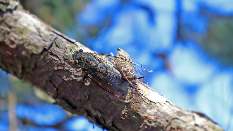 cicada, lovers, fall, romance, nature, insect, tree, trunk, tree trunk, textured