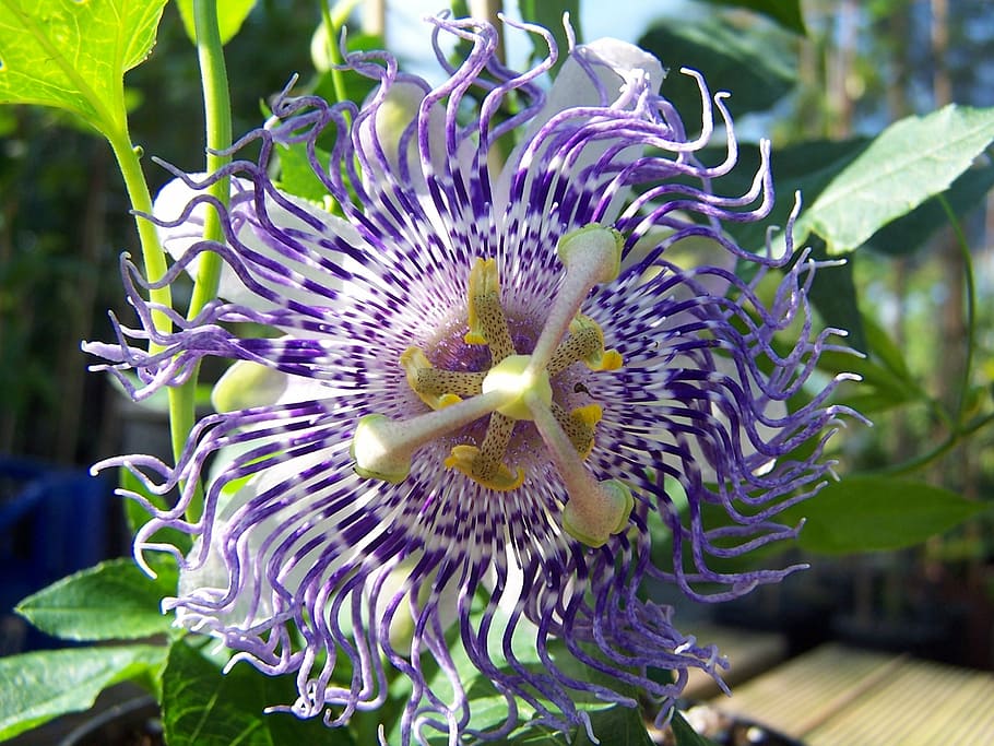 passiflora sugar plum fairy, hybrid, creeper, tropicale, petals, villi, stamens, flower, purple, petal