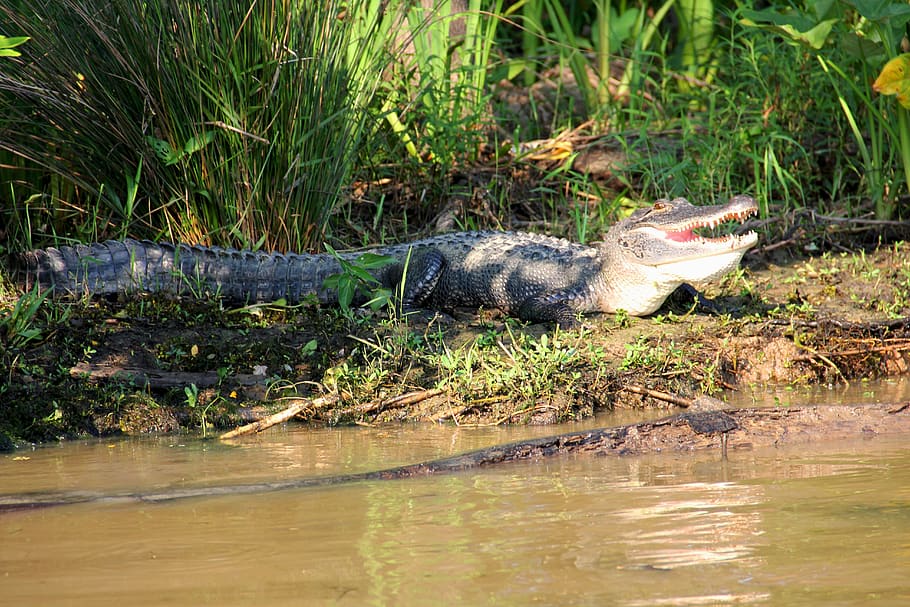 jacaré, pântano, bayou, animal, crocodilo, louisiana, vida selvagem, rio, predador, banho de sol