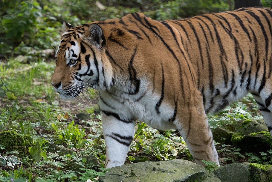 harimau, kebun binatang, liar, hewan, kucing, alam, berbahaya, karnivora, predator, garis-garis