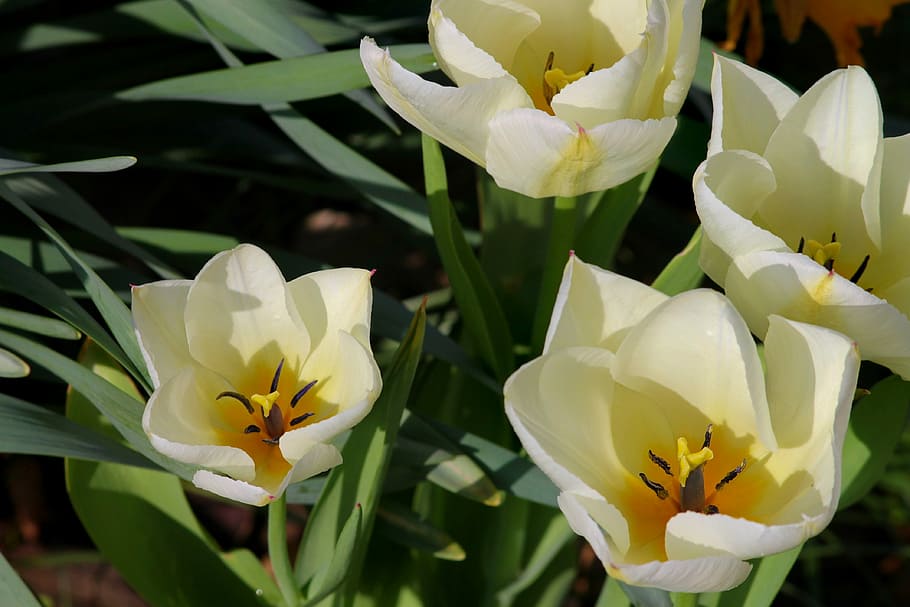 flores amarelas, tulipas, aberto, branco, amarelo, tulipas brancas, detalhe, quadro de flor, flor, primavera