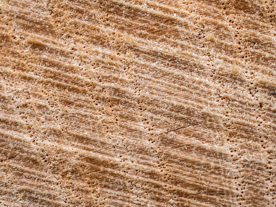 wood, section, rauh, surface, close, grain, saw, texture, structure, macro