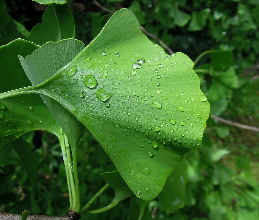 follaje, hoja de ginkgo, ginkgo biloba, vacaciones, verde, hoja verde, planta, solo agregue agua, gota de agua, después de la lluvia