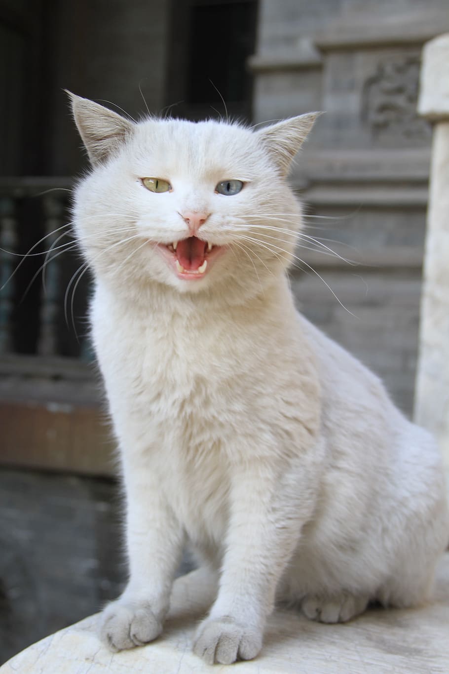 odd-eyed white cat, Scene, Cat, Road, pets, animal, domestic Cat, cute, feline, mammal