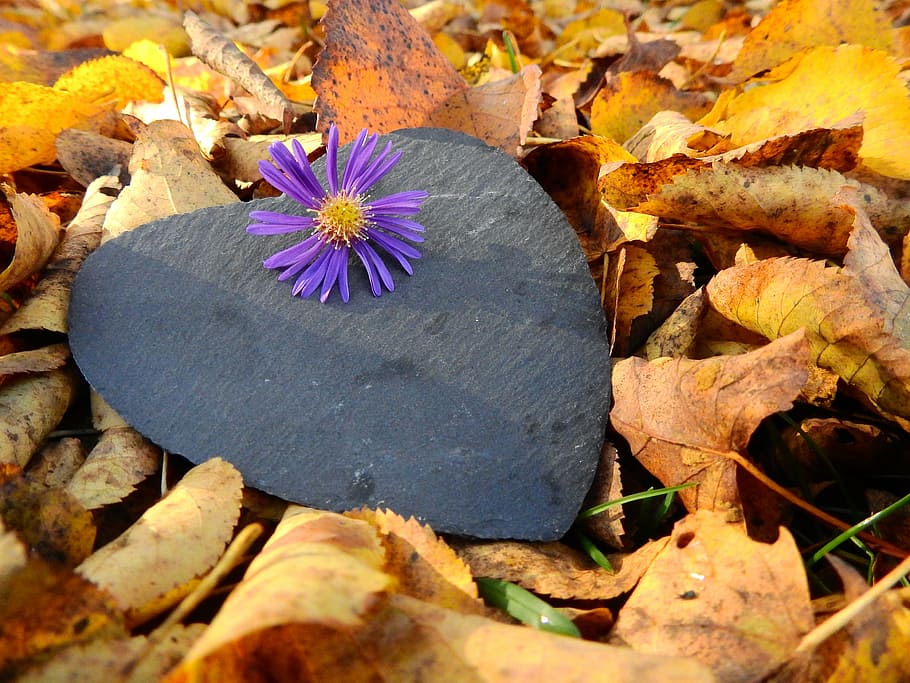 roxo, flor da margarida, preto, placa do coração, cercado, folhas, outono, molhado, úmido, cor do outono