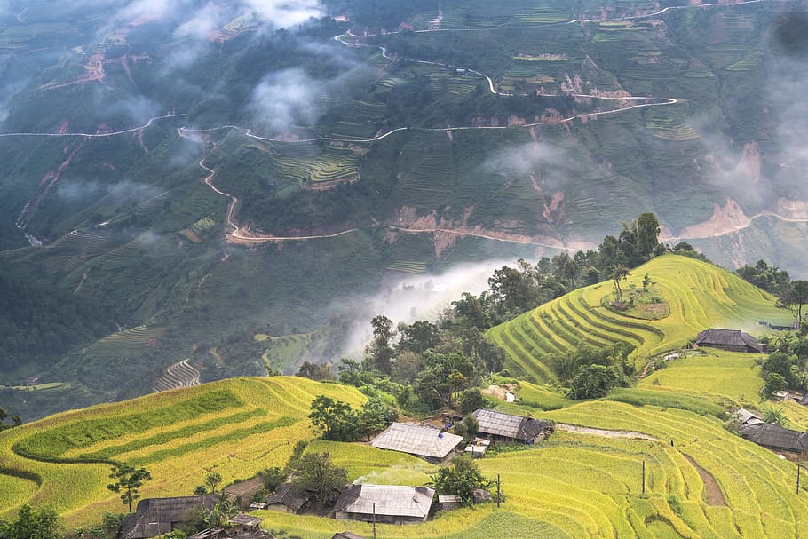 Vietnam, arroz, campo de arroz, ha giang, terrazas, hoang su phi, viajes, el paisaje, natural, montaña