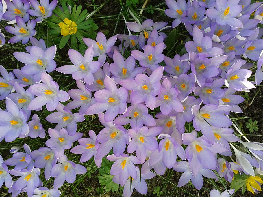 crocus, spring, violet, signs of spring, flowering plant, flower, plant, beauty in nature, freshness, vulnerability
