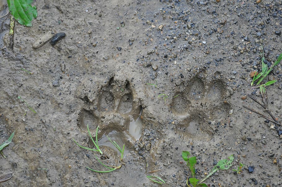 animal paw, mad, tracks, mud, dirt, paw, dog, canine, brown, animal