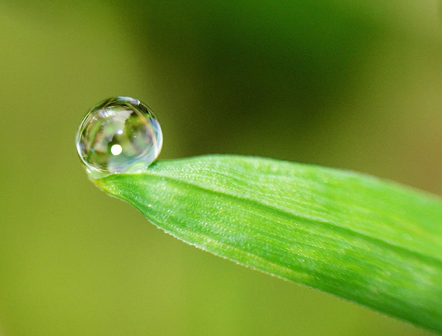 micro, photoraphy, water dew, green, leaf, sheet, drop, plant part, green color, nature