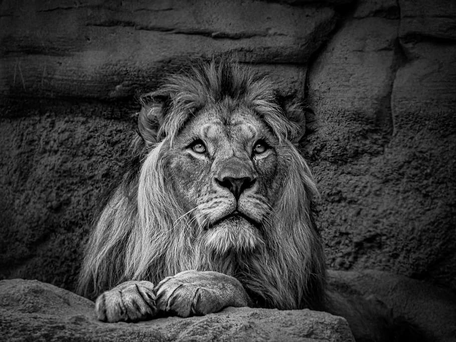 lion, zoo, animal, black and white, stahl, man, nature, steel, hard, dom
