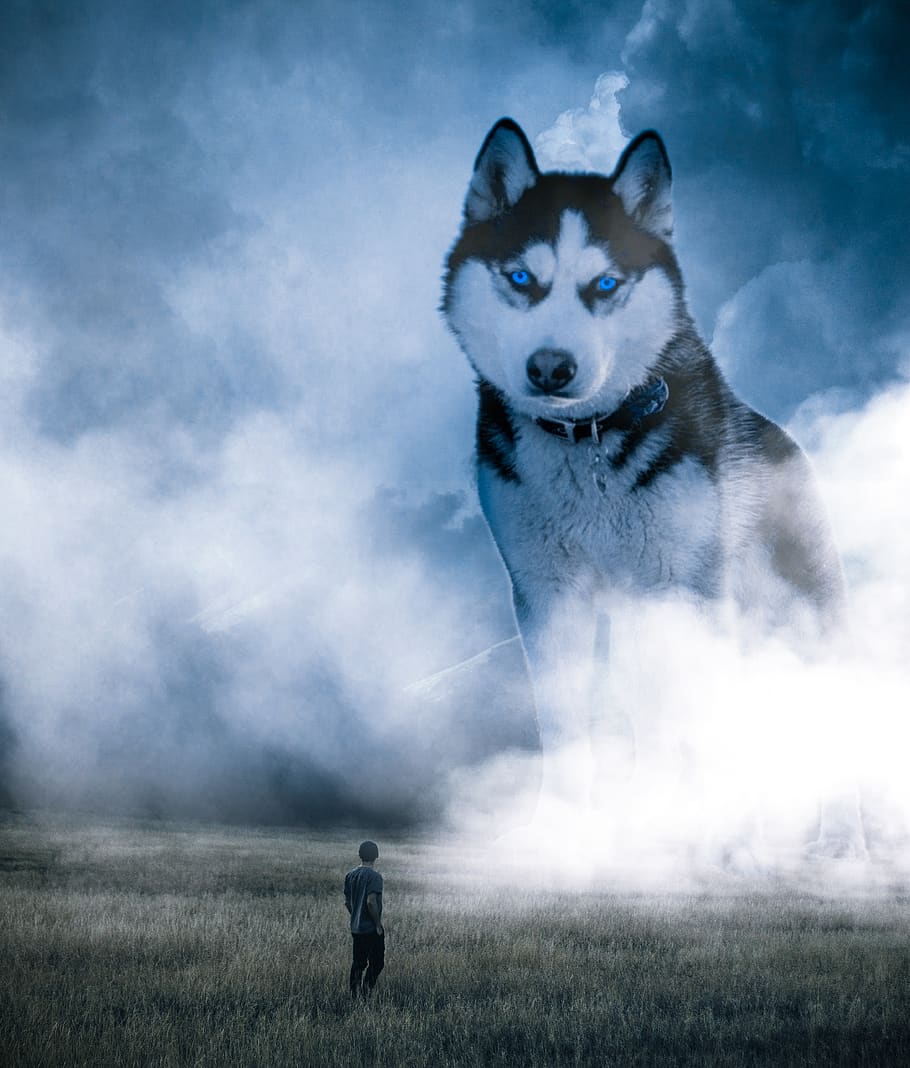 dog, wolf, winter, animal, wolves, nature, mammal, predator, moon, night