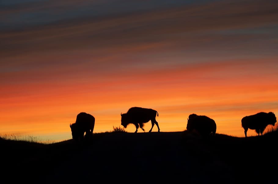 silhueta, bisontes, morro acima, bisão, búfalo, nascer do sol, americano, silhuetas, animal, animais selvagens