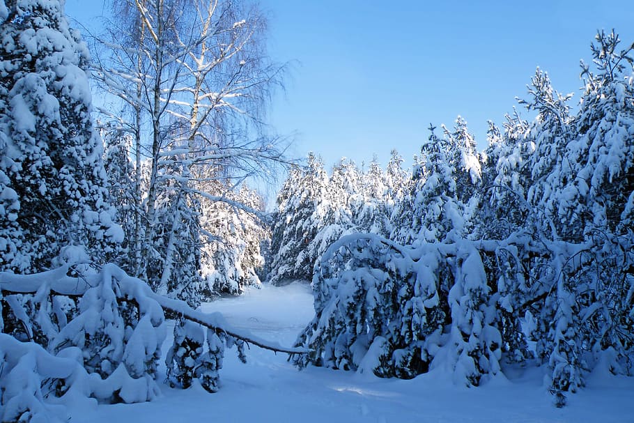 Зима, Впечатления, Снег, Холод, Зимние впечатления, Зимнее волшебство, Снежный, Холодная температура, Лес, Дерево