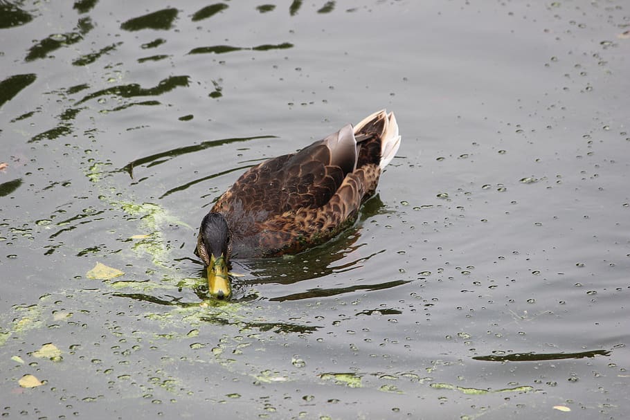 waters, bird, animal world, puddle, nature, duck, bill, animal, water, flying duck