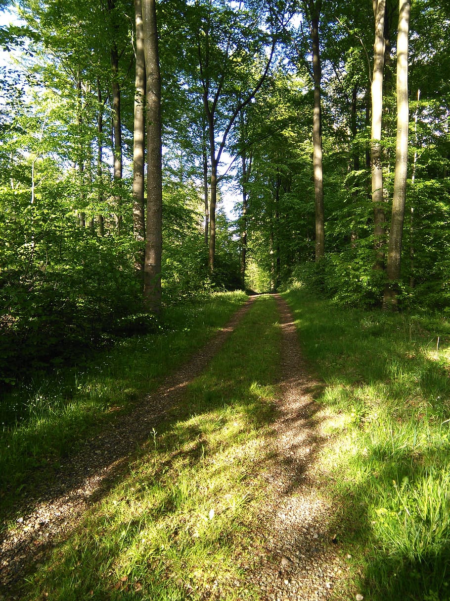 forest, forest path, natural, fir trees, idyll, mood, picnic, silence, ro, denmark