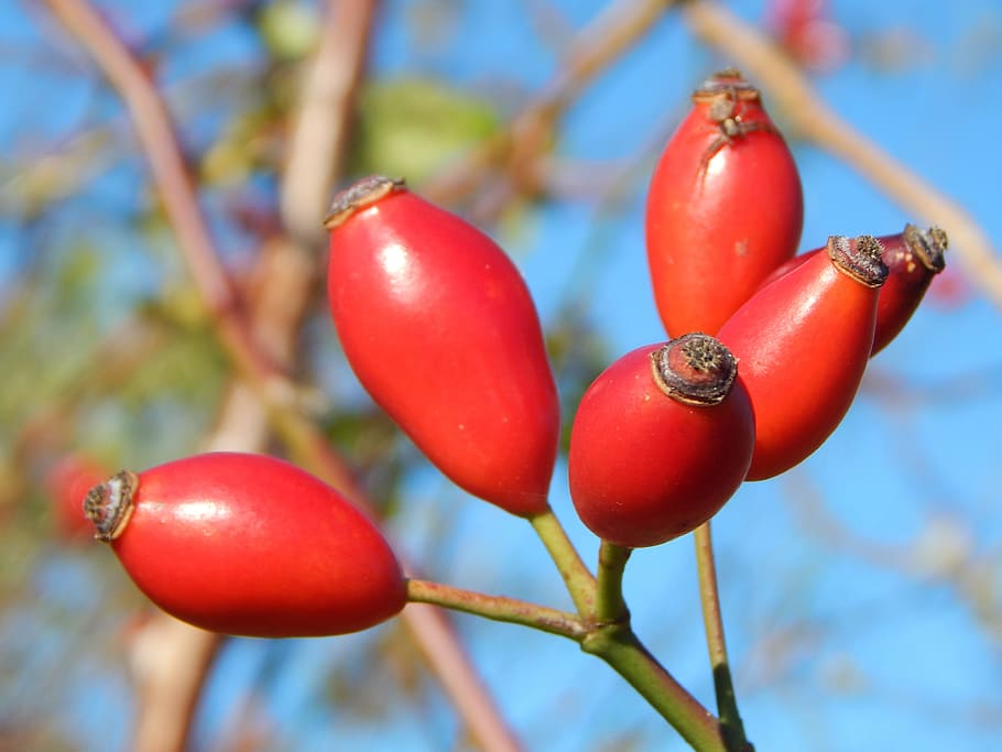 Плоды кустарников фото rose hip, autumn, bush, red, autumn fruits, rose greenhouse, sammelfrucht, food,