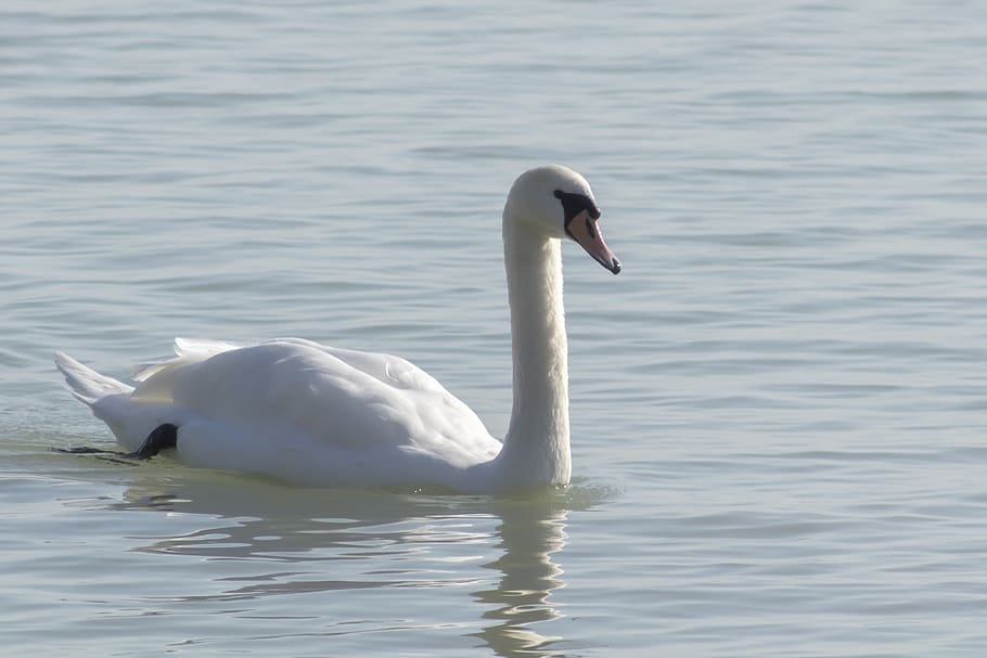 mute swan, bird, swim, white, water, plumage, birds, swan, feather, animal