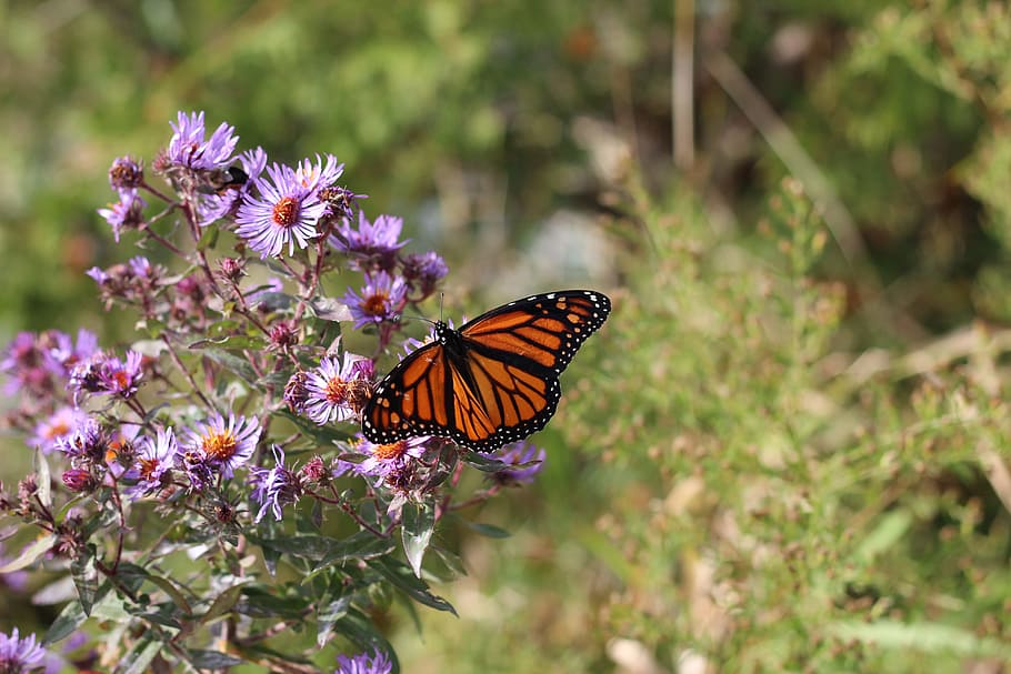 perched, pink, flower, daytime, Monarch Butterfly, monarch, butterfly, insect, new england aster, garden