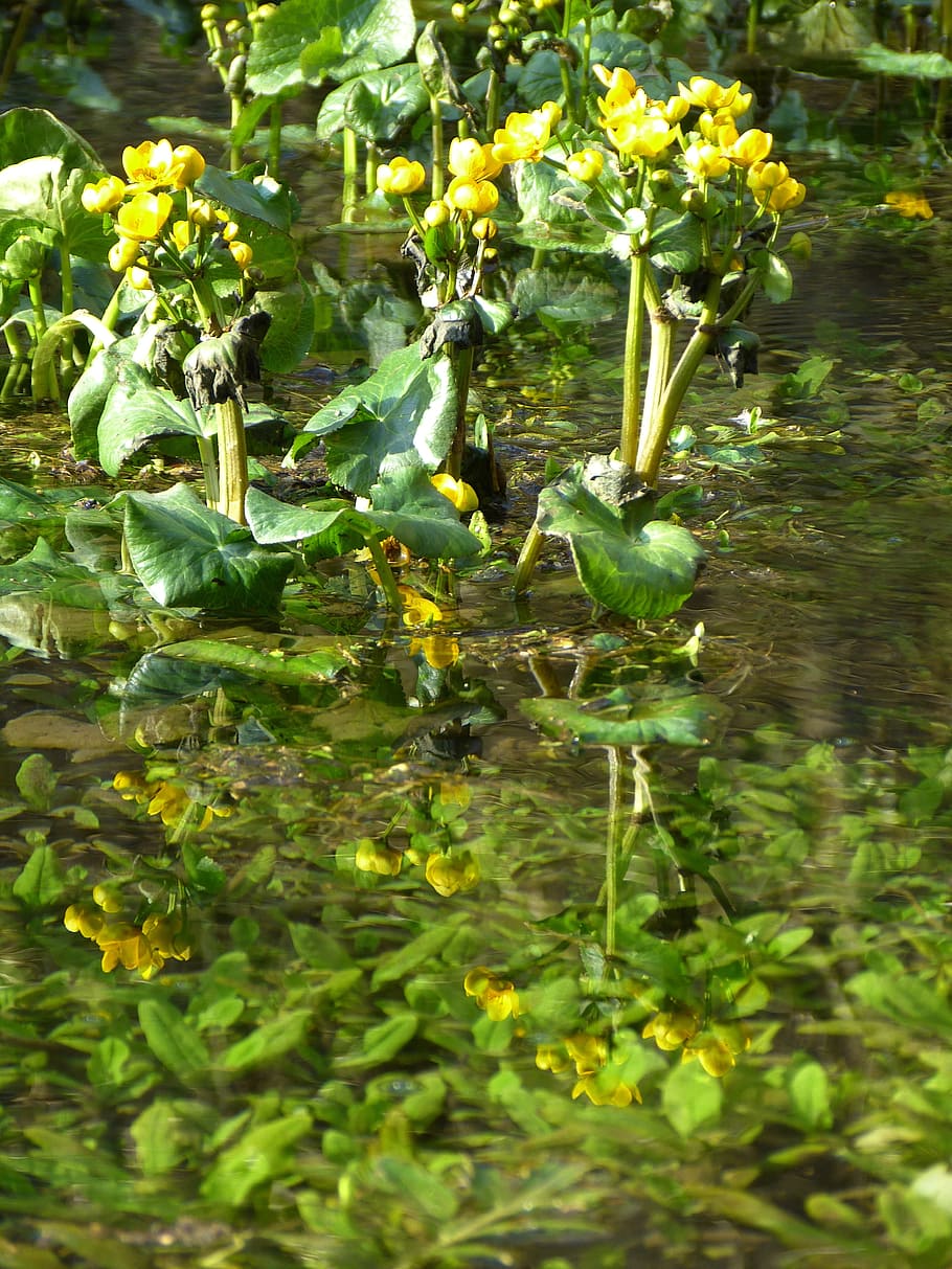 Caltha Palustris, invernadero de pies hahnemann, amarillo, planta de pantano, húmedo, agua, bach, crecer, hoja, reflexión