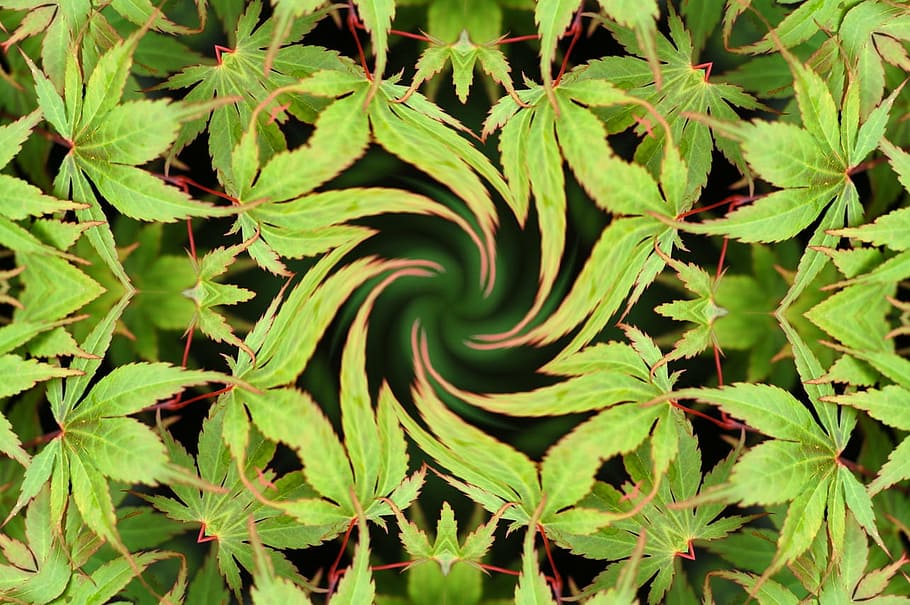 green, leaves, tree, maple, hemp, background, kaleidoscope, green color, leaf, plant part