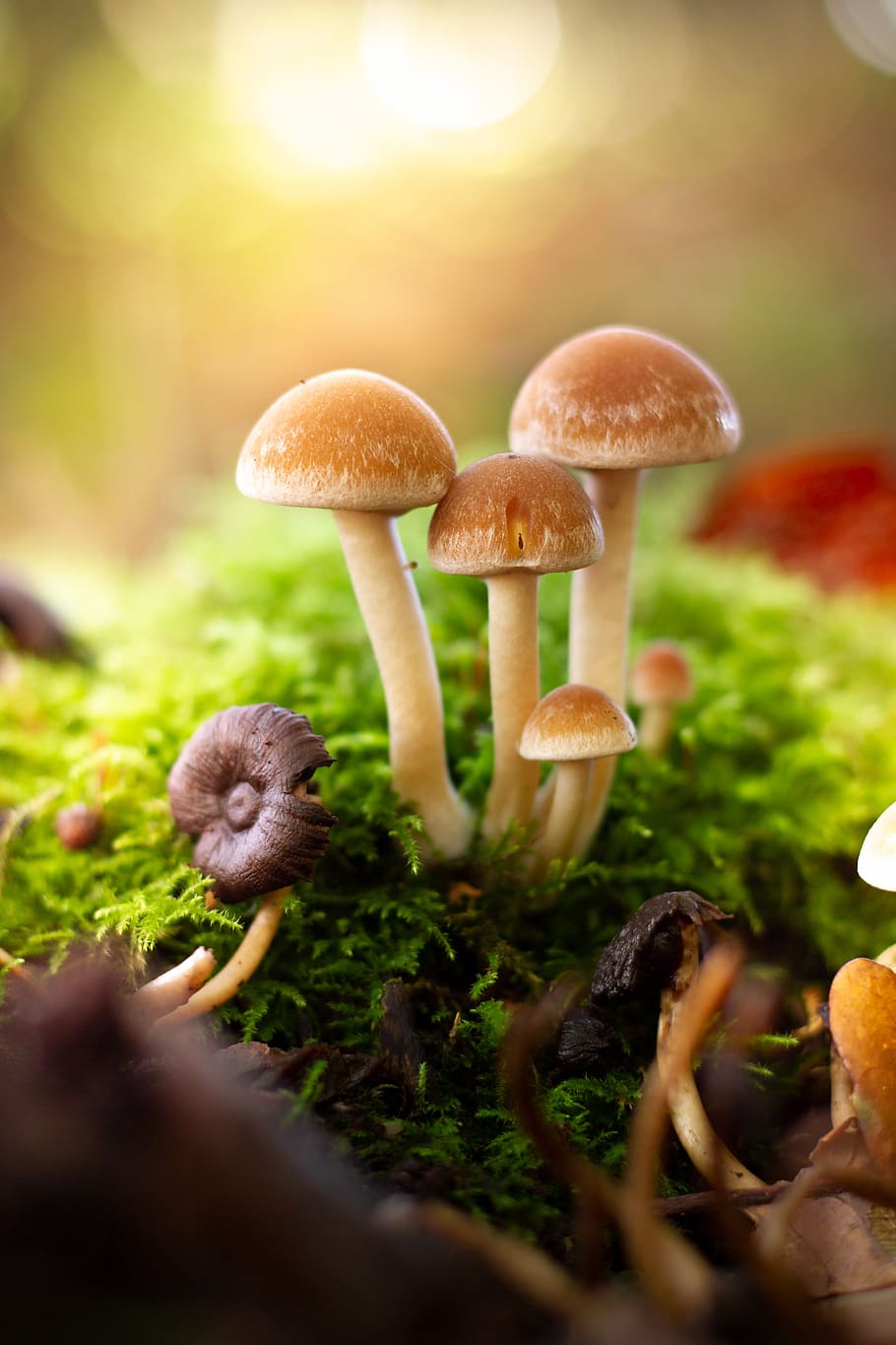 mushrooms, fairy tales, fantasy, autumn, forest, landscape, mysterious, mystical, small mushroom, atmosphere