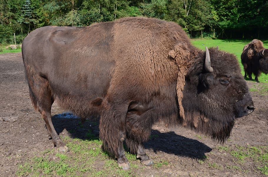 buffalo, bison, north america, animal, beef, wild, nature, massive, pasture, usa