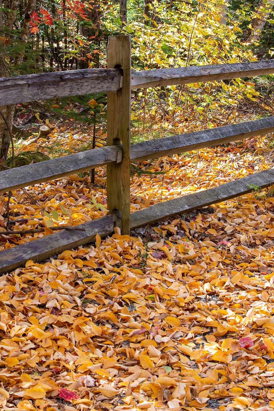 autumn, leaves, nature, fence, forest, trail, hiking, colorful, orange, fall