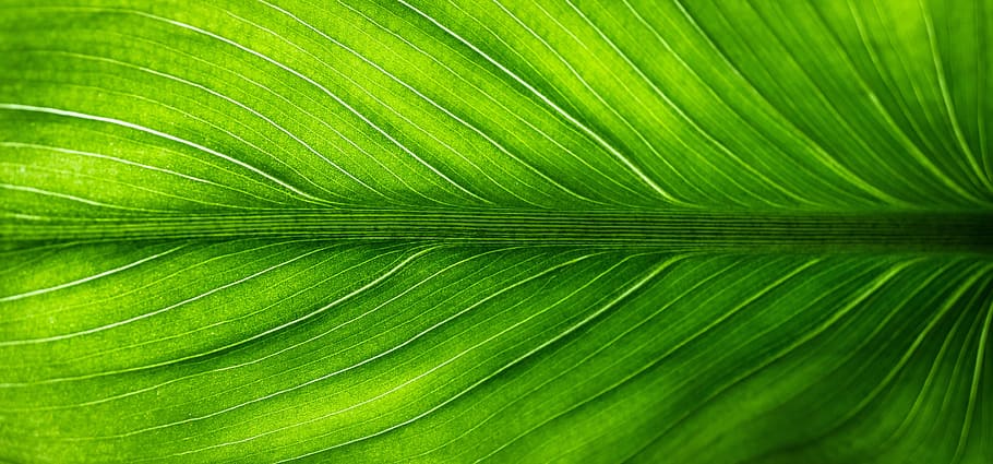 green, leaf macro photography, leaf, nature, the leaves, hwalyeob, abstract, plants, state of the union, spring