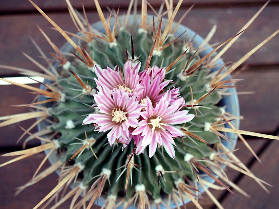 cactus, flower, plant, flowering, flora, nature, flowering plant, close-up, beauty in nature, freshness