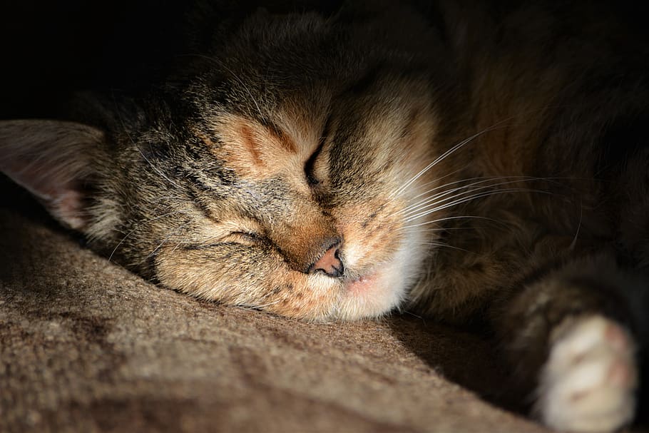 gato, duerme, adorable, hogar, durmiendo, mamíferos, coño, naturaleza, temas de animales, mamífero