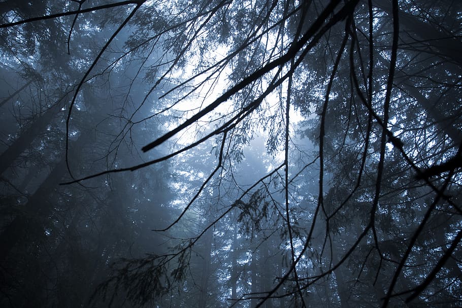 low, angle photography, forest tree, Forrest, Cold, Trees, Fog, Branches, tree, nature
