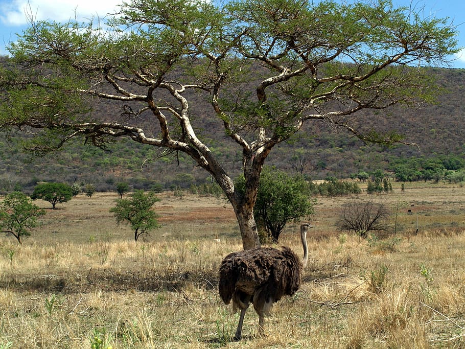 Emu, Burung, Mpumalanga, Afrika Selatan, burung emu, satwa liar, hewan, hewan liar, satu hewan, alam
