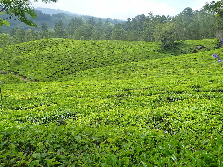 green farm, plantation, tea, garden, green, greenery, tree, hilly, undulating, valley