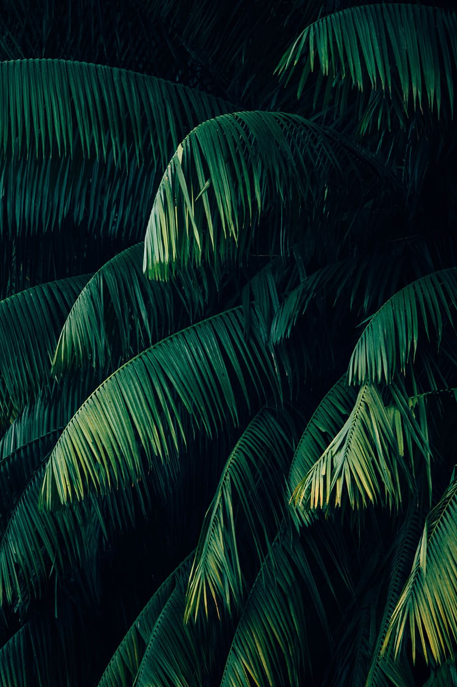 plant, wallpaper, green, palm, forest, beautifull, green color, leaf, plant part, nature