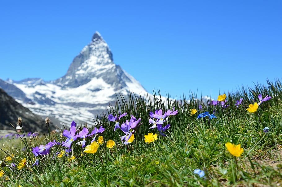 verde, grama, montanha, Matterhorn, alpino, Zermatt, montanhas, Gornergrat, Valais, Suíça