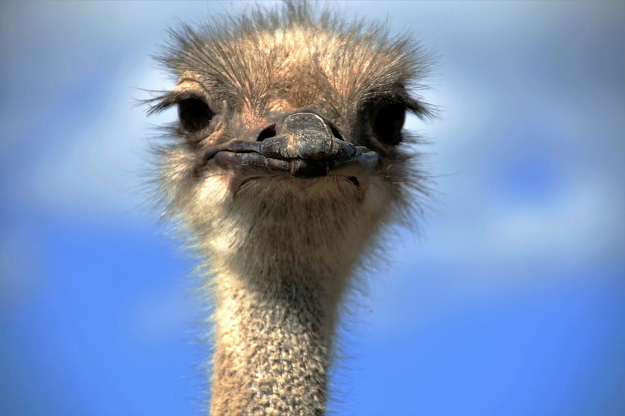 closeup, brown, emu bird, the ostrich, ostrich head, beak, fluff, bird, stupid, grimace