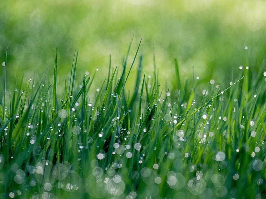 water droplets, grass, nature, green, water, drops, droplets, dew, green color, plant