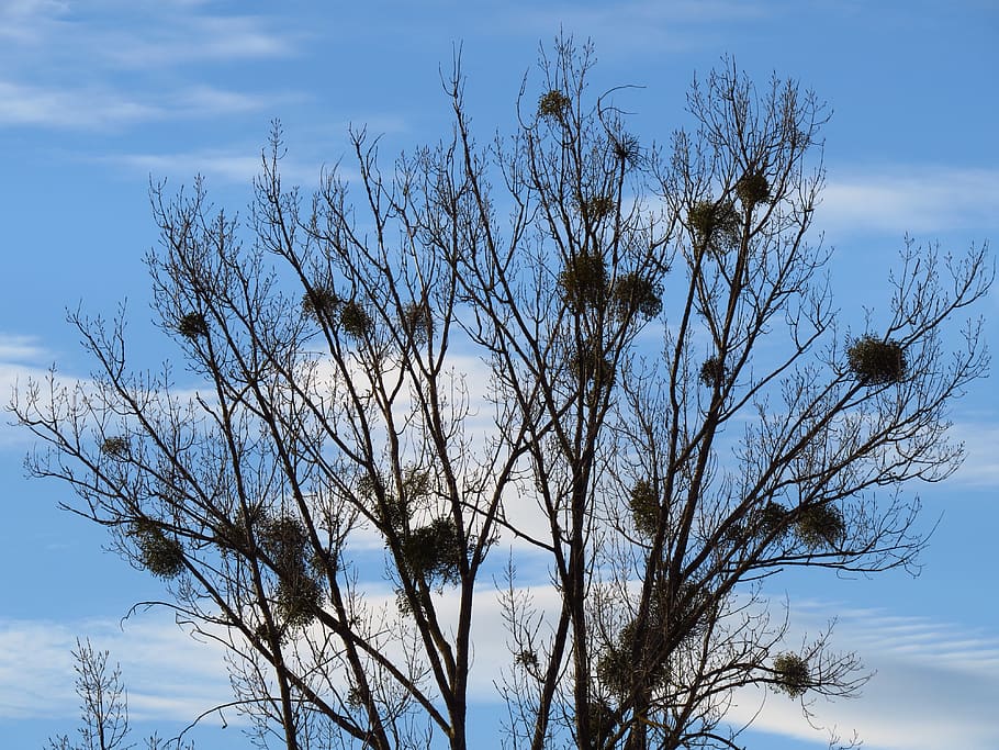 tree, poplar, white poplar, silhouette, black, mistletoe, viscum, sandalwood crop, sky, blue